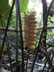 Calathea crotalifera