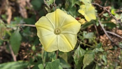 Camonea vitifolia