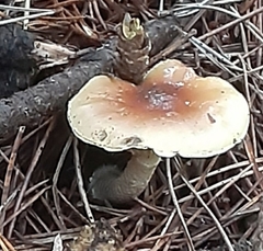 Pholiota decorata