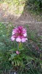 Anacamptis papilionacea grandiflora