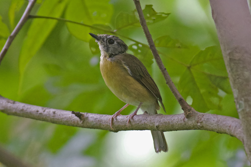 Pale-chinned Flycatcher photo