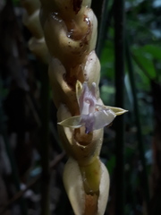 Calathea crotalifera