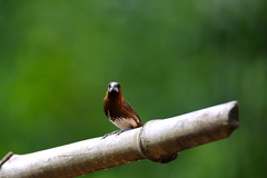 Lonchura leucogastra