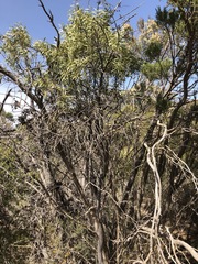 Santalum acuminatum