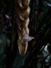 Calathea crotalifera
