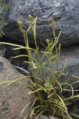 Erigeron lonchophyllus