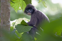 Trachypithecus phayrei