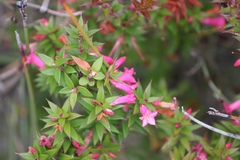 Epacris impressa