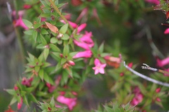 Epacris impressa