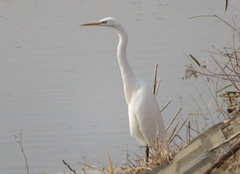 Ardea alba