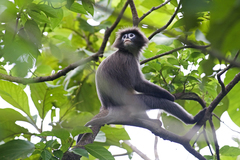 Trachypithecus phayrei