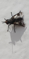 Euthera skusei