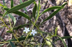 Myoporum platycarpum