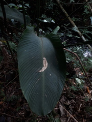 Calathea crotalifera