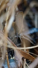 Paralucia pyrodiscus