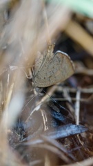 Paralucia pyrodiscus