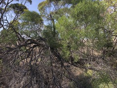 Myoporum platycarpum