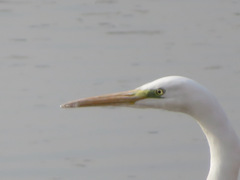 Ardea alba