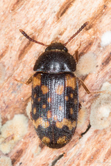 Mycetophagus atomarius
