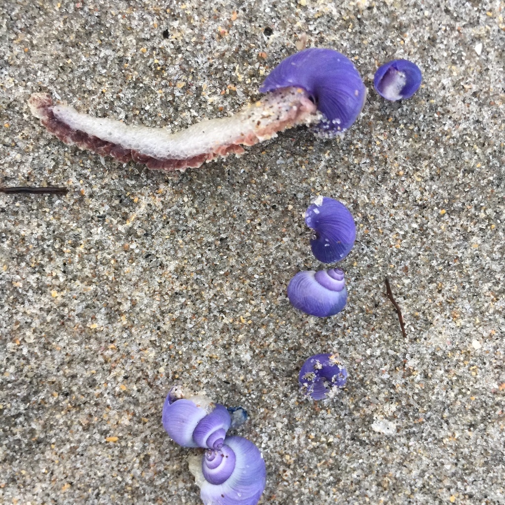 Violet Snails from Bay of Plenty, Bay of Plenty, NZ on March 02, 2021