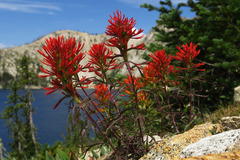 Castilleja covilleana