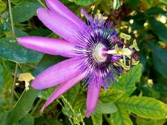 Passiflora amethystina × caerulea