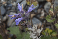 Dracocephalum imberbe