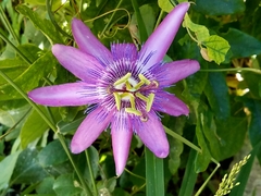 Passiflora amethystina × caerulea