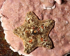 Asterinidae