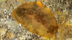 Dendrodoris fumata