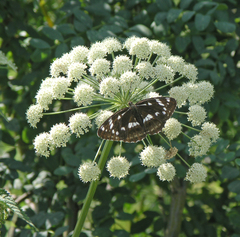 Limenitis helmanni