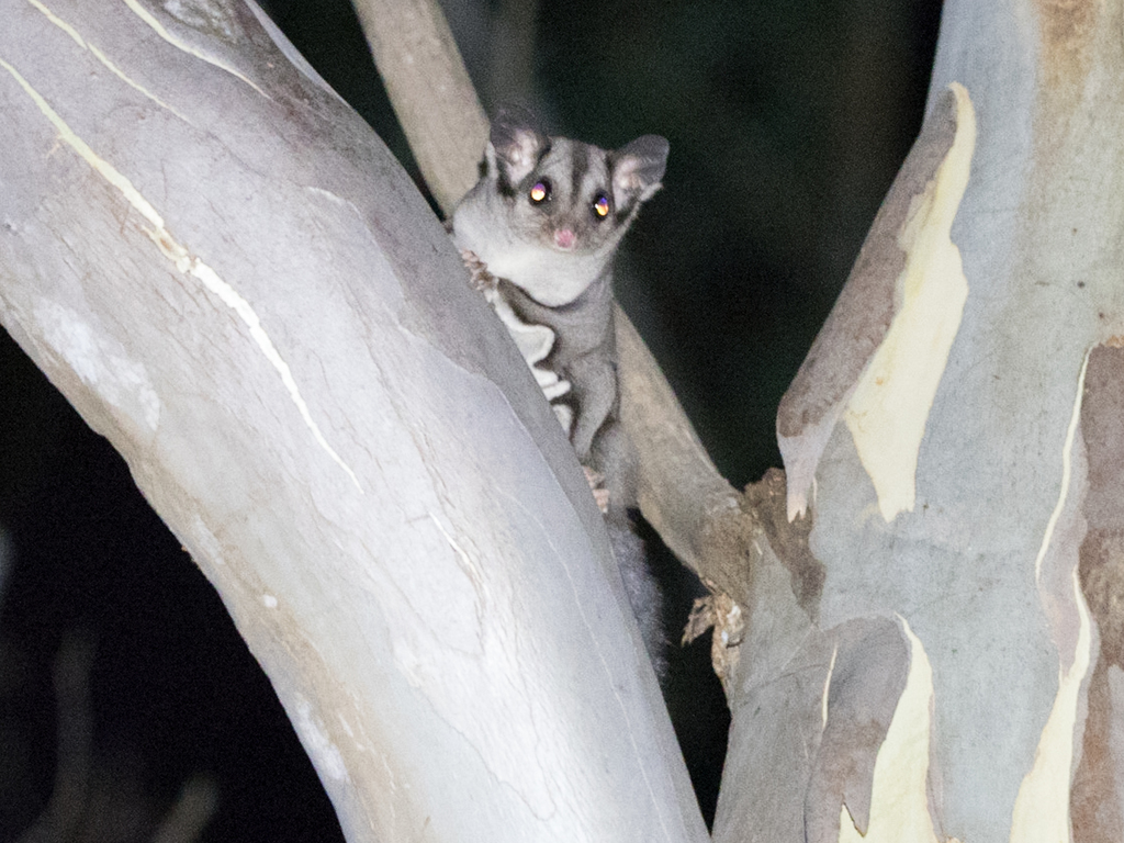 Sugar Glider from Melbourne VIC, Australia on January 27, 2020 at 1003