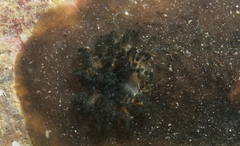 Dendrodoris
