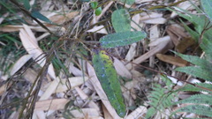 Cryptolepis sinensis