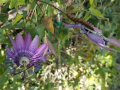 Passiflora amethystina × caerulea