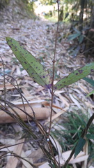 Cryptolepis sinensis