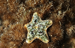Asterinidae