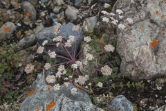 Stenocoelium athamantoides