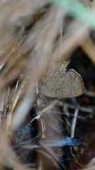 Paralucia pyrodiscus