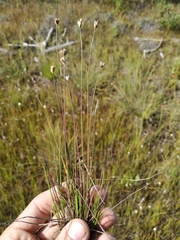 Juncus albescens