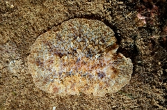 Carminodoris