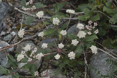 Stenocoelium athamantoides
