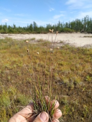 Juncus albescens