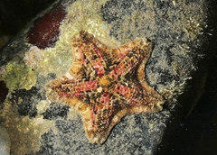 Asterinidae