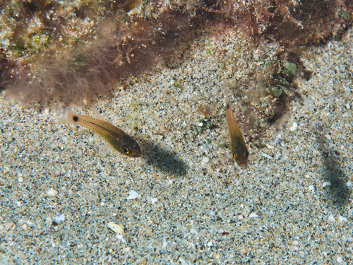 Ostorhinchus maculiferus observed 2021-02-28