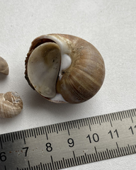 Cryptonatica janthostoma