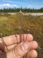 Juncus albescens