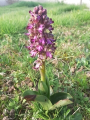 Himantoglossum robertianum