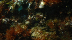 Lipophrys trigloides