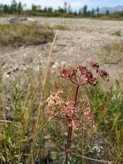 Ostericum tenuifolium